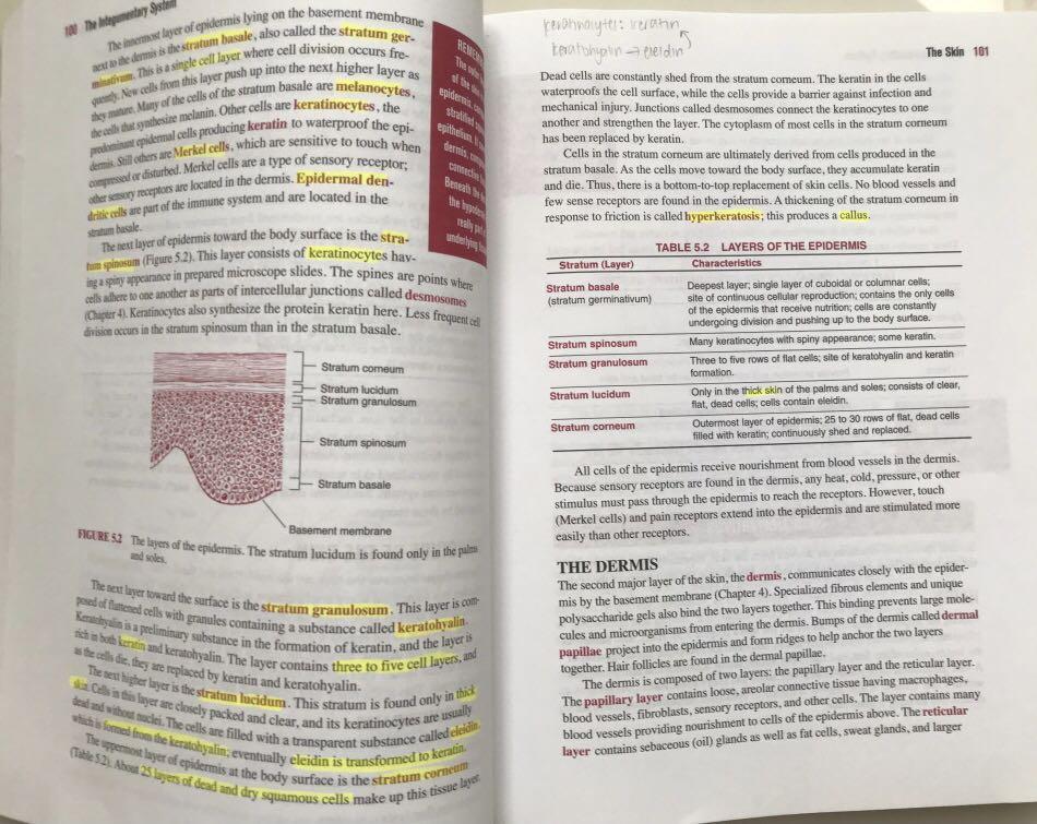 Barron’s EZ Anatomy and Physiology, Hobbies & Toys, Books & Magazines, Assessment Books on