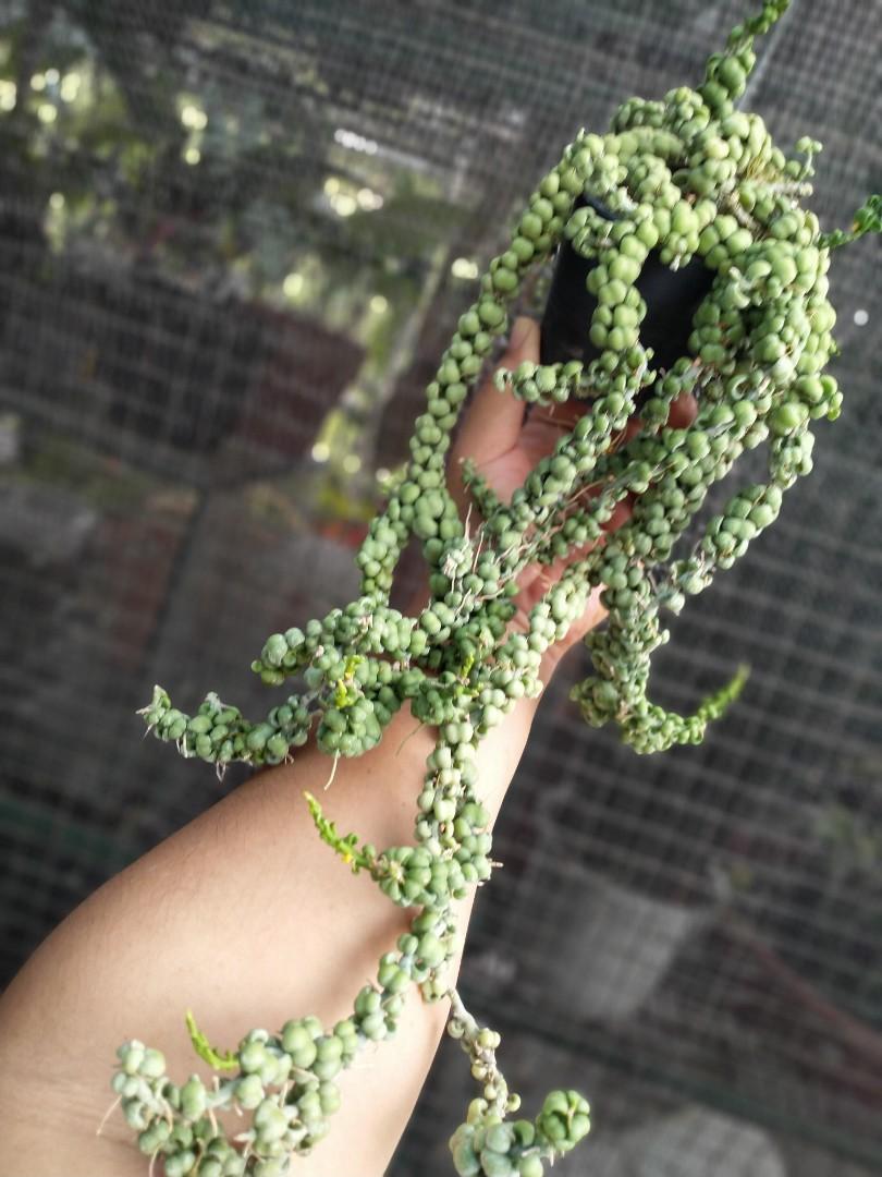 Dischidia Dragon Jade Plant, Furniture & Home Living, Gardening, Plants