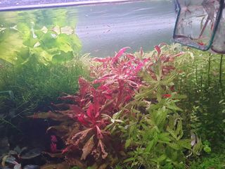 (Category: ) located in . Submitted by Nynoes (Listing ID 1157584904, Image 1). Description: .