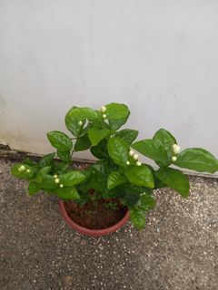(Category: ) located in . Submitted by pradeepan69 (Listing ID 1157635383, Image 1). Description: .
