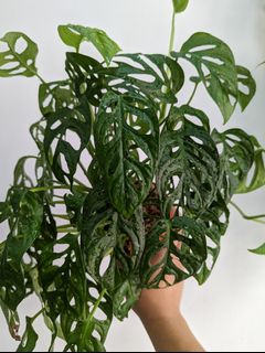 （分類：）位於 。 由 Winplants 提交（商品編號 1157510498，圖片 1）。簡介： 。