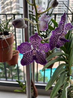 (Category: ) located in . Submitted by KennTok (Listing ID 1157516300, Image 1). Description: .