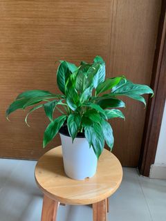 (Category: ) located in . Submitted by tingfengg (Listing ID 1157507052, Image 1). Description: .