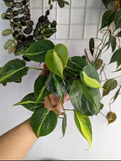 （分類：）位於 。 由 Winplants 提交（商品編號 1157509431，圖片 1）。簡介： 。