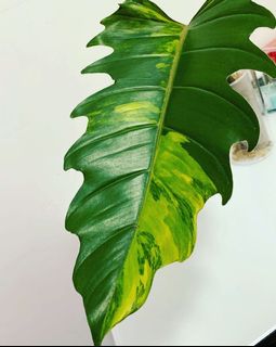 （分類：）位於 。 由 raee.yu 提交（商品編號 1157546756，圖片 1）。簡介： 。