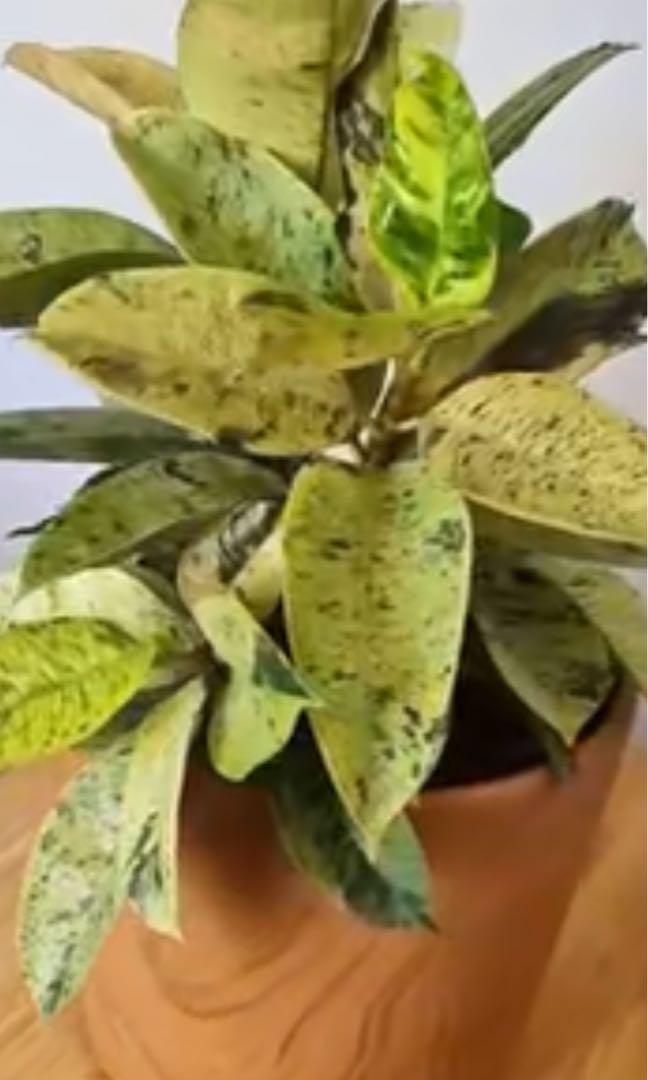 Rare Ficus Hybrid -Ficus Shivereana Variegated , Furniture & Home ...