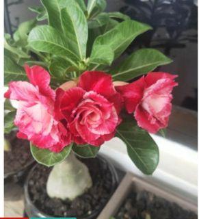 Affordable Seeds Rose For Sale Plants Seeds Carousell Singapore