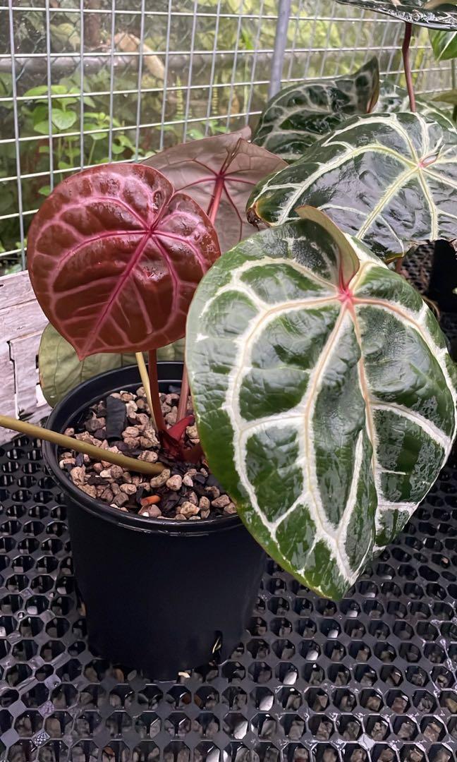 Anthurium Red Crystallinum