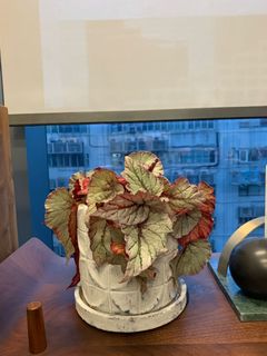 （分類：）位於 。 由 yamfries 提交（商品編號 1157704029，圖片 1）。簡介： 。