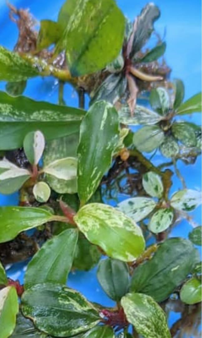 Bucephalandra Sp. Variegated Pink/White, Furniture & Home Living