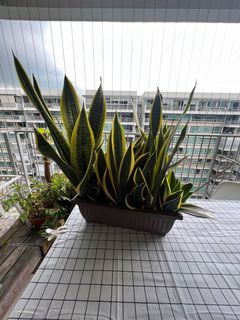 (Category: ) located in . Submitted by maros12590 (Listing ID 1157734853, Image 1). Description: .