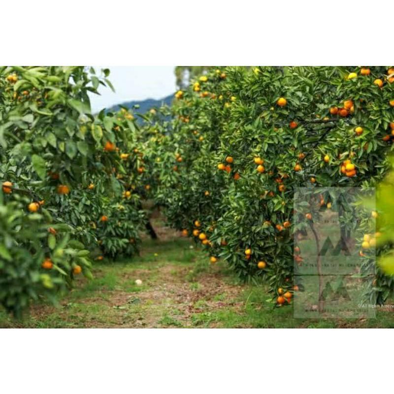 Satsuma Tangerines seedlings Live Plant, Furniture & Home Living, Gardening, Plants & Seeds on