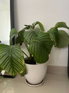 （分類：）位於 。 由 sellingstar 提交（商品編號 1157711753，圖片 1）。簡介： 。