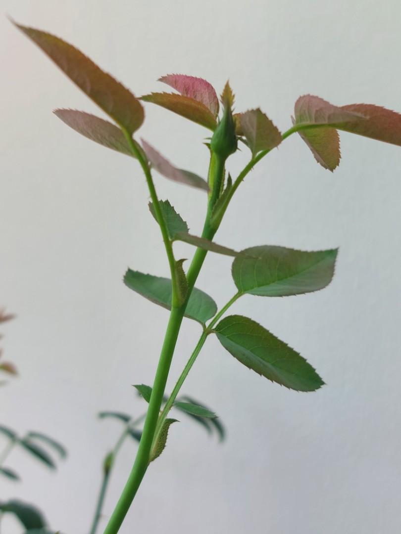 Alnwick Rose [David Austin Rose] {OWN ROOT}(26cm pot), Furniture & Home ...