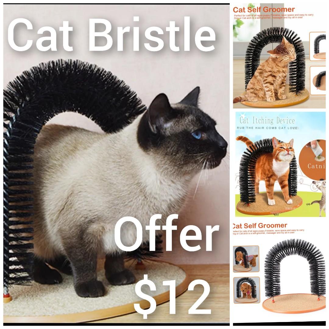 Bristle cat discount