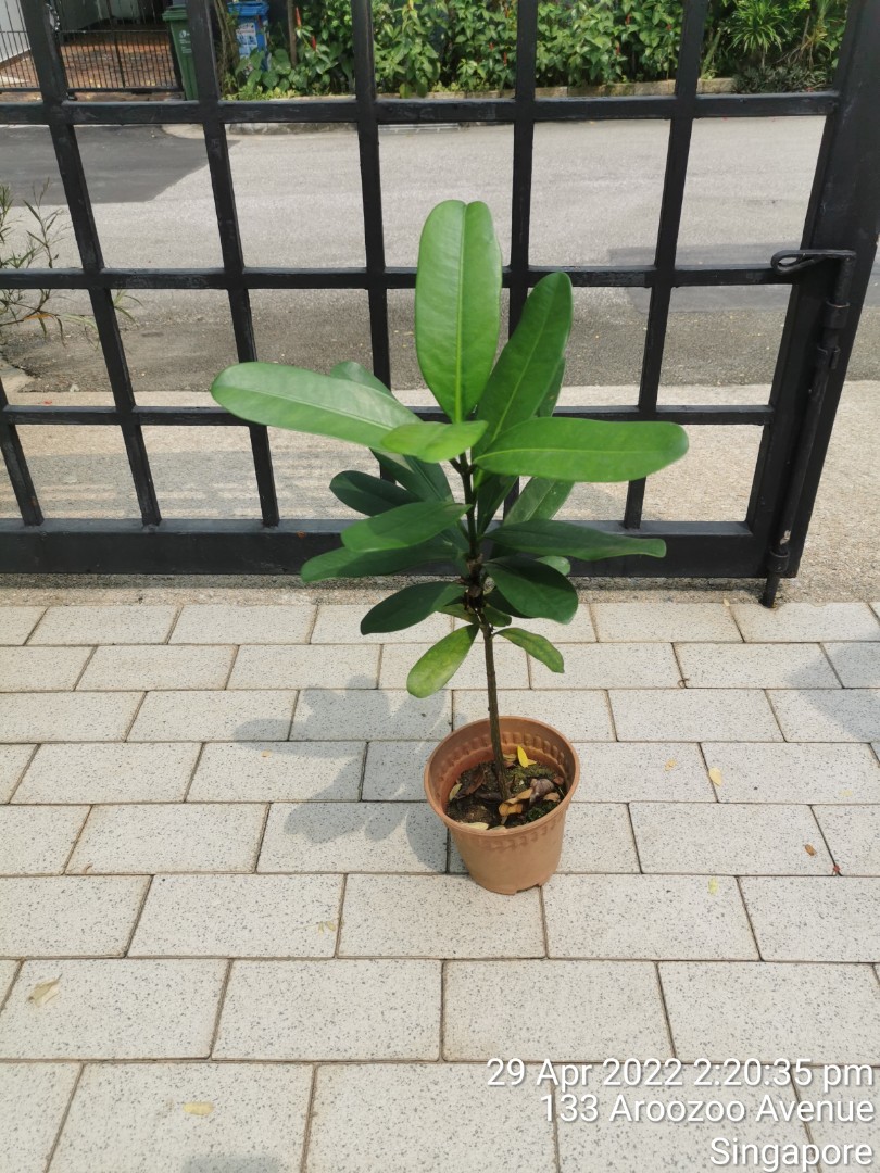Garcinia subelliptica plant ( Happiness Tree), Furniture & Home Living ...