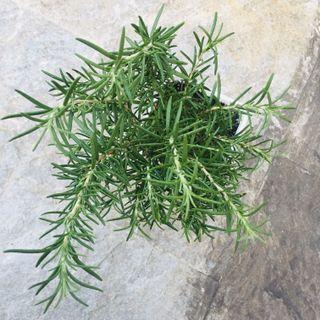 organic rosemary herb seedling plant tree for cooking culinary spices 有機 迷迭香 可食用香草 植物 盆栽