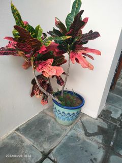 (Category: ) located in . Submitted by belka (Listing ID 1157874079, Image 1). Description: .