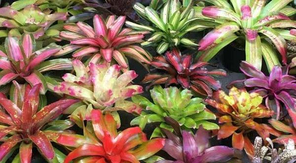 5 x Plants Combo Set Bromeliads Live Plant Pokok Nanas Bromeliad, Furniture  & Home Living, Gardening, Plants & Seeds on Carousell
