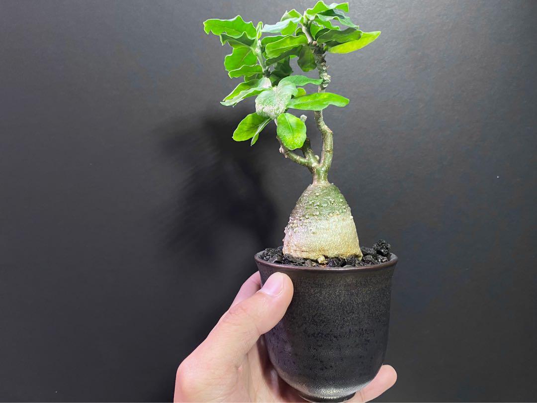 塊根植物 精控綠皮火星人fockea Edulis 傢俬 家居 園藝 植物及種子 Carousell
