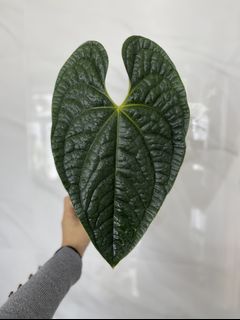 （分類：）位於 。 由 wy0089 提交（商品編號 1152784387，圖片 1）。簡介： 。