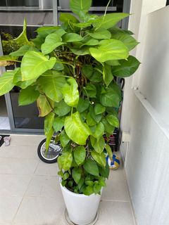 (Category: ) located in . Submitted by kheeweifan (Listing ID 1152761461, Image 1). Description: .
