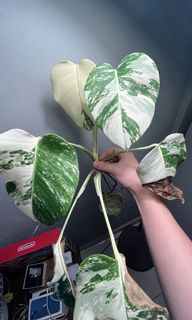 (Category: ) located in . Submitted by potfoliage (Listing ID 1152928046, Image 1). Description: .
