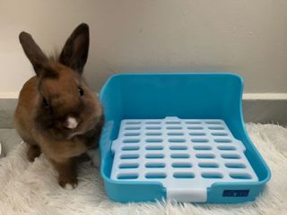 (Category: ) located in . Submitted by fuwafuwapets (Listing ID 1152817278, Image 1). Description: .