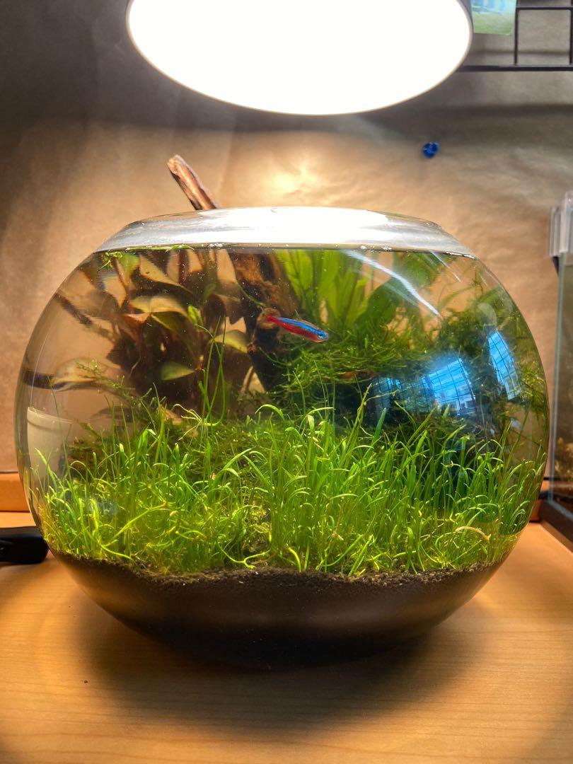 Self sustaining hot sale fish bowl