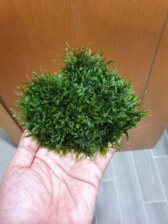 Weeping Moss