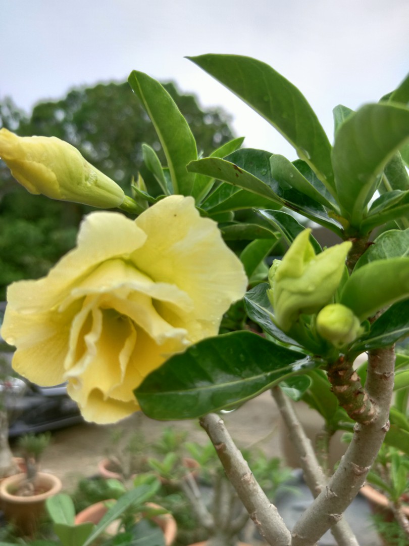 Yellow adenium, Furniture & Home Living, Gardening, Plants & Seeds on  Carousell