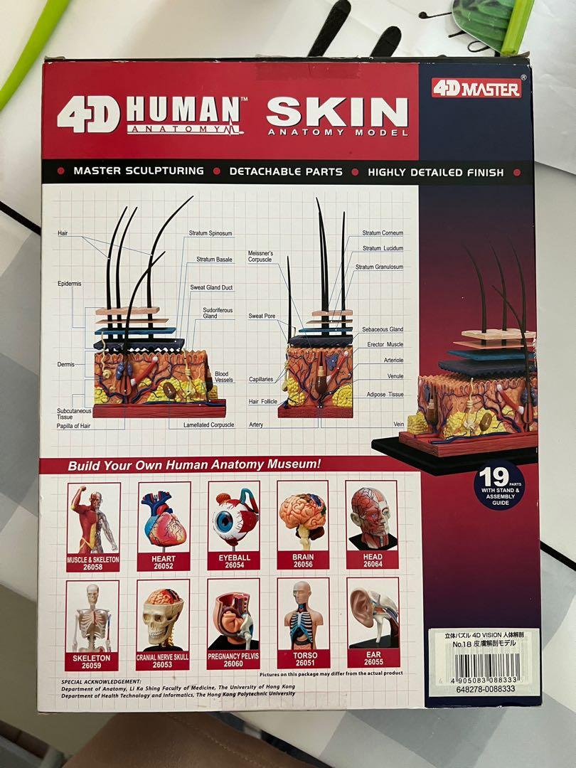 二手）《4D MASTER》人體解剖教學模型系列- 皮膚拼圖, 興趣及遊戲