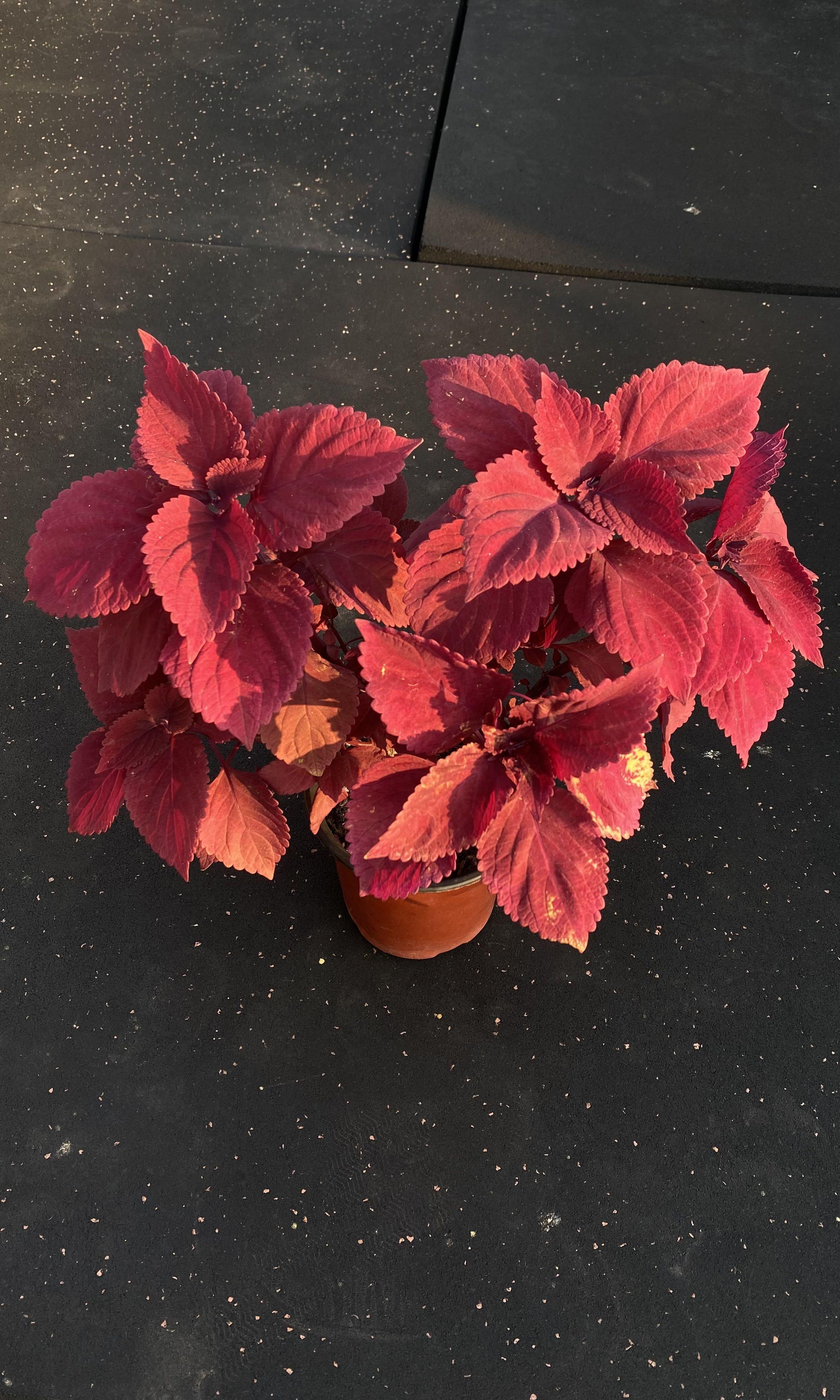 全紅葉觀賞彩蘇葉紫蘇葉 傢俬 家居 園藝 植物及種子 Carousell