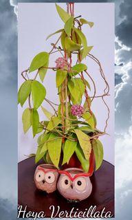 Hoya verticillata pink