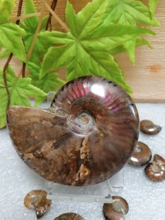（分類：）位於 。 由 mayachung75 提交（商品編號 1158117647，圖片 1）。簡介： 。