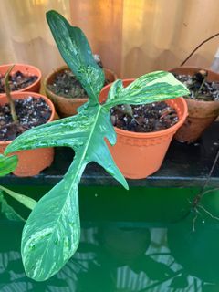 (Category: ) located in . Submitted by plantslover77 (Listing ID 1158059111, Image 1). Description: .