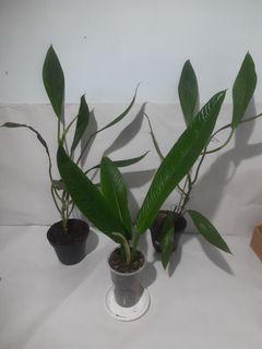 Philodendron Lynnette