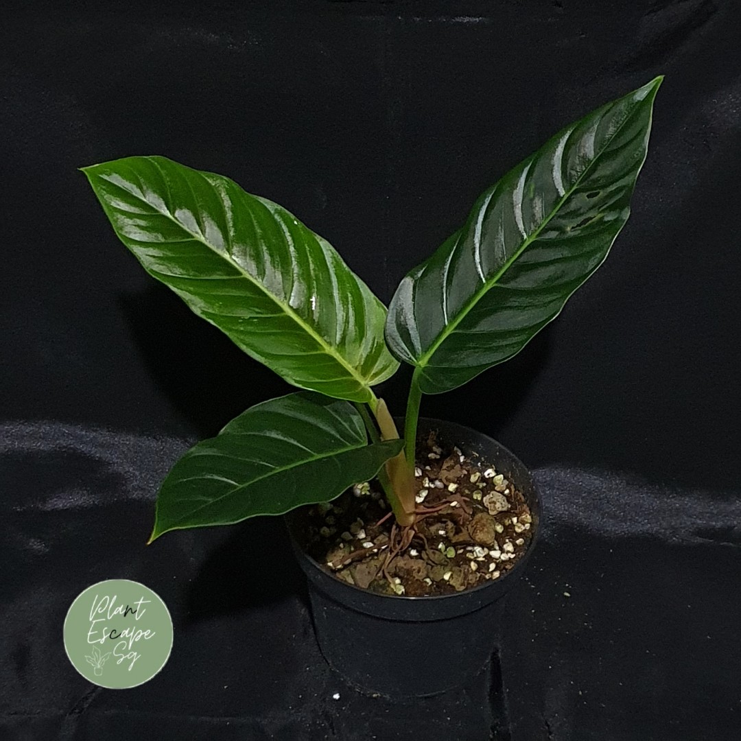 Philodendron roseospathum, Furniture & Home Living, Gardening, Plants ...