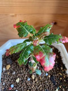 （分類：）位於 。 由 plantinfinity 提交（商品編號 1153117338，圖片 1）。簡介： 。