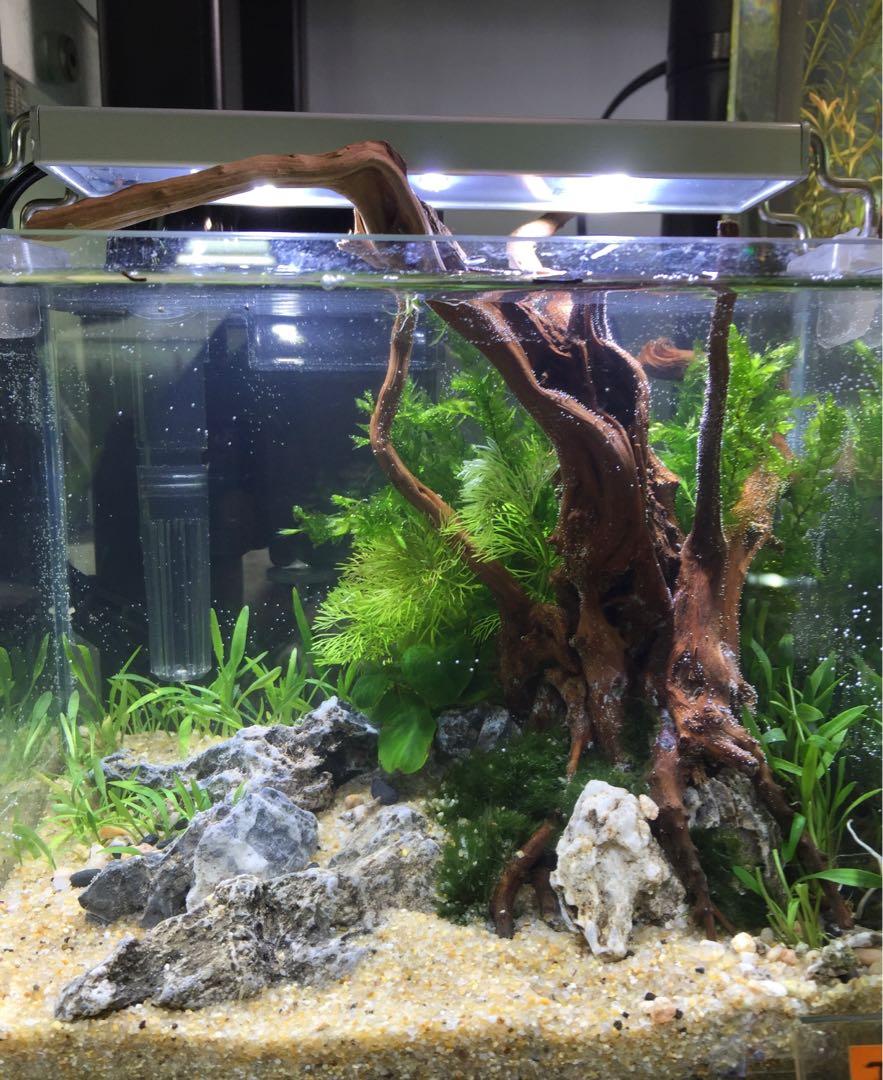 專業水草造景設計服務Custom nature aquarium design, 寵物用品, 寵物