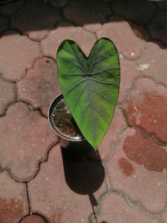 (Category: ) located in . Submitted by pauletarvind (Listing ID 1153051726, Image 1). Description: .