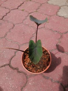 (Category: ) located in . Submitted by pauletarvind (Listing ID 1153069431, Image 1). Description: .