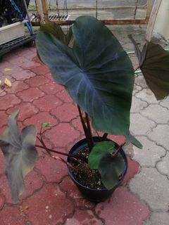 (Category: ) located in . Submitted by pauletarvind (Listing ID 1153070731, Image 1). Description: .