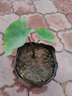 (Category: ) located in . Submitted by pauletarvind (Listing ID 1153071022, Image 1). Description: .