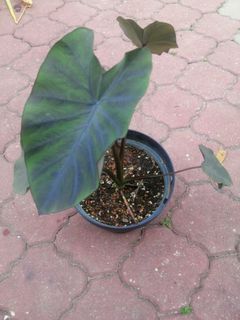(Category: ) located in . Submitted by pauletarvind (Listing ID 1153070503, Image 1). Description: .