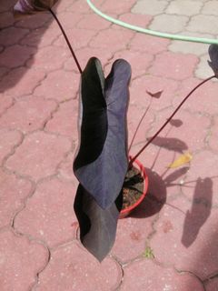 (Category: ) located in . Submitted by pauletarvind (Listing ID 1153068323, Image 1). Description: .