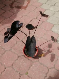 (Category: ) located in . Submitted by pauletarvind (Listing ID 1153070213, Image 1). Description: .