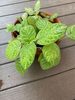 (Category: ) located in . Submitted by jaslyn.chongho (Listing ID 1153038766, Image 1). Description: .