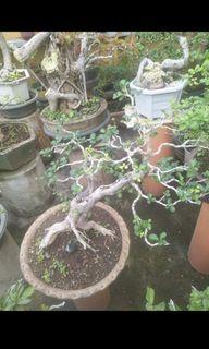 Kamuning bilog bonsai