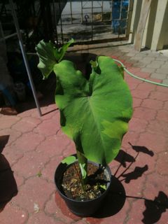 (Category: ) located in . Submitted by pauletarvind (Listing ID 1153050754, Image 1). Description: .